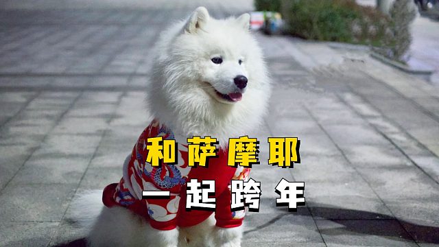 和萨摩耶一起跨年，真的好幸福啊！