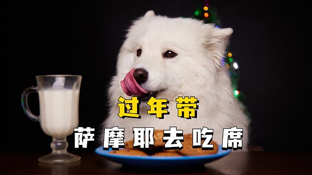 过年带萨摩耶去吃席，它会有多开心？
