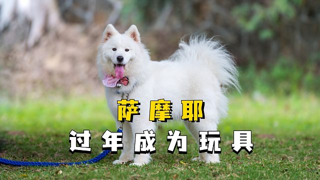 萨摩耶回老家过年，成为人类手中的玩具!