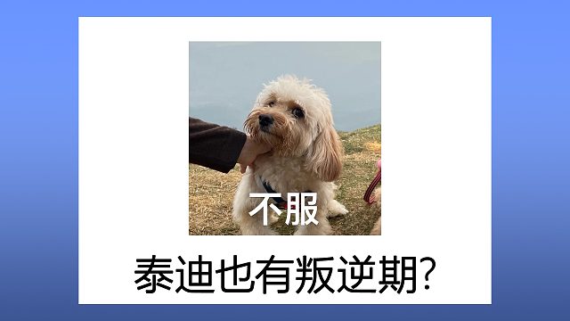 泰迪也有叛逆期？还真有！