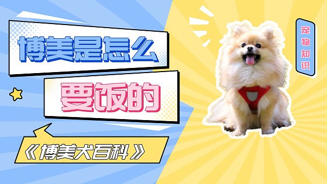 博美有哪些要饭姿势？太理直气壮了！