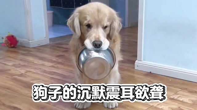 狗子的沉默震耳欲聋，居然这样对它