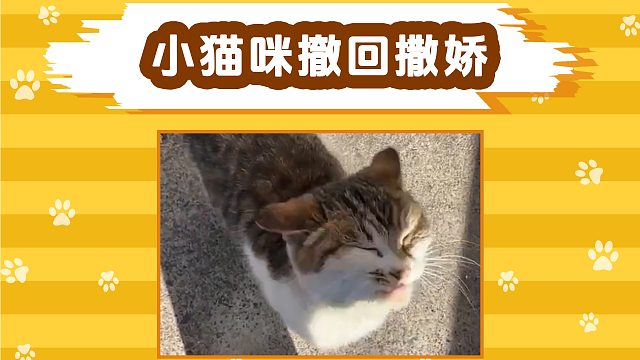 猫咪也躲不过静电，当场撤回一个撒娇！