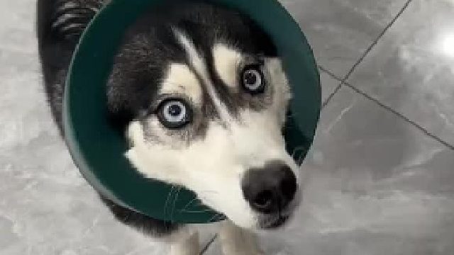 血统纯不纯帮我看看