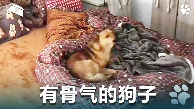 有骨气的狗子，就要和你对着干