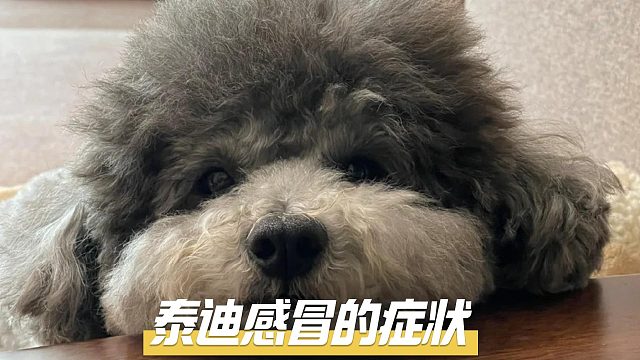 泰迪感冒了，会有些什么症状？