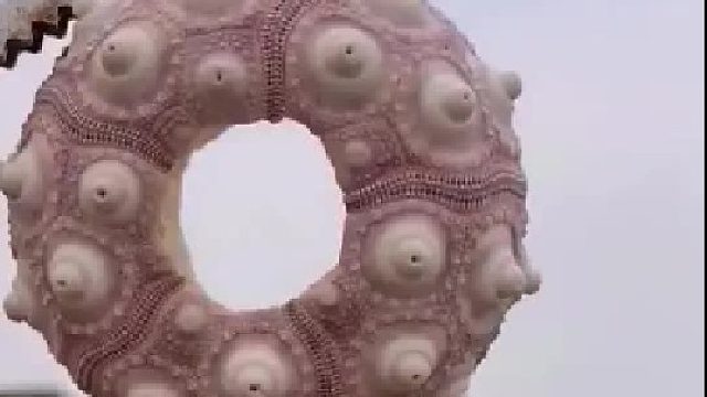 户外赶海抓海鲜