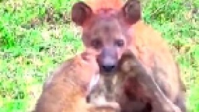 鬣狗捕食小角马，还好母角马及时赶到，救下了小角马！