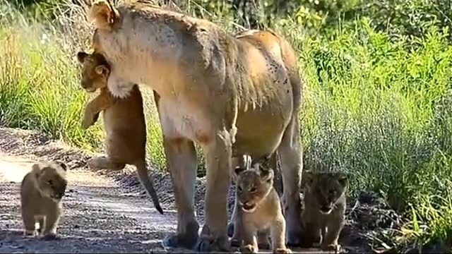 母狮带领小狮子们回家！