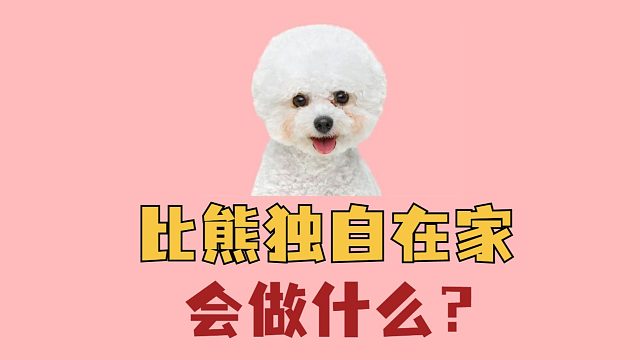 当主人不在家，比熊会做什么呢？