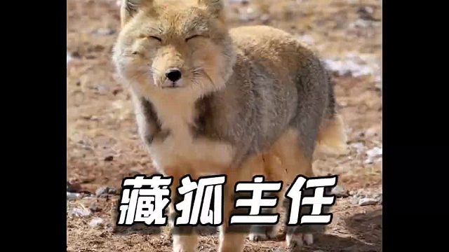 一首歌带你认识，高原上的显眼包，网红狐藏狐！