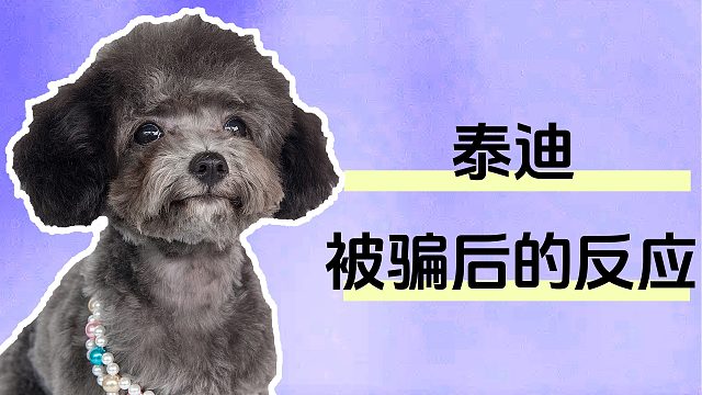 泰迪被骗后会有哪些反应？你能想到吗？