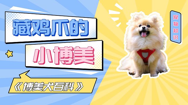 博美溜达一圈，还是藏主人怀里最安全！