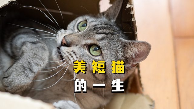美短猫的一生，是怎样的呢？
