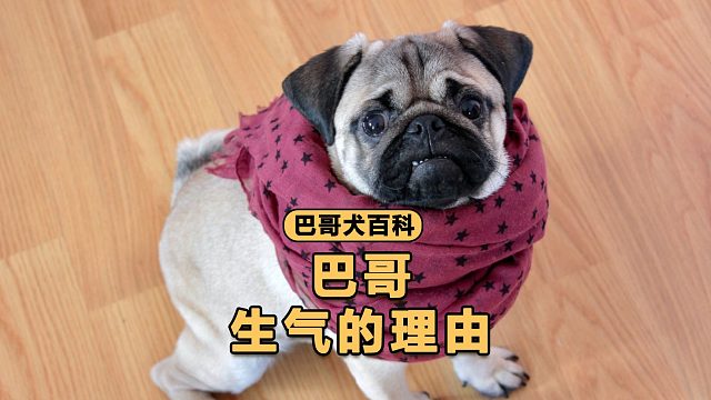 巴哥生气的理由，一个比一个奇葩！