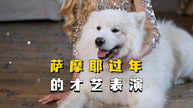 过年才艺展示，萨摩耶能表演什么呢？