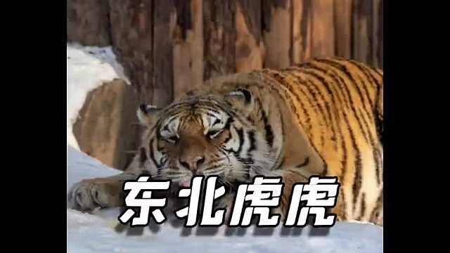 盘点东北虎林园里的大脑斧们，专治各种不开心