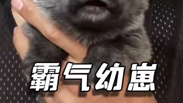 动物幼崽怎么可以和长大后，有这么强烈的反差萌