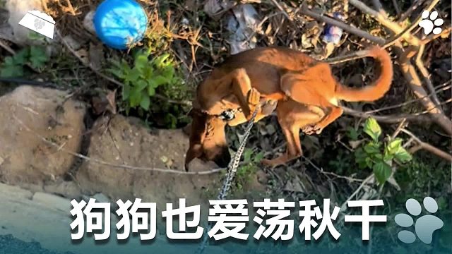 狗狗也爱荡秋千，就这样随风摇摆