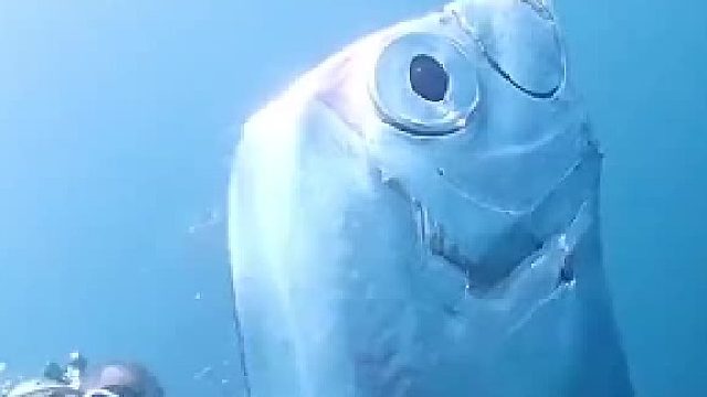 你瞅瞅人家进化的多合理，为了方便挂墙上，人家进化出了孔，这觉悟