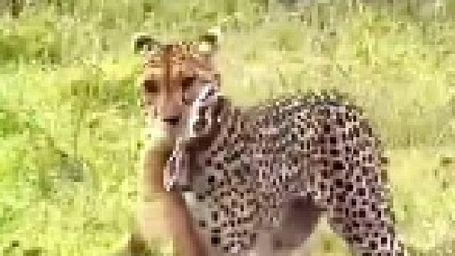 猎豹叼着小羚羊前进！