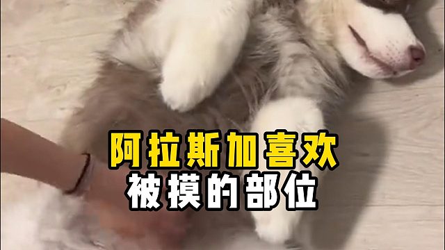 阿拉斯加喜欢被摸的部位，你都知道吗？