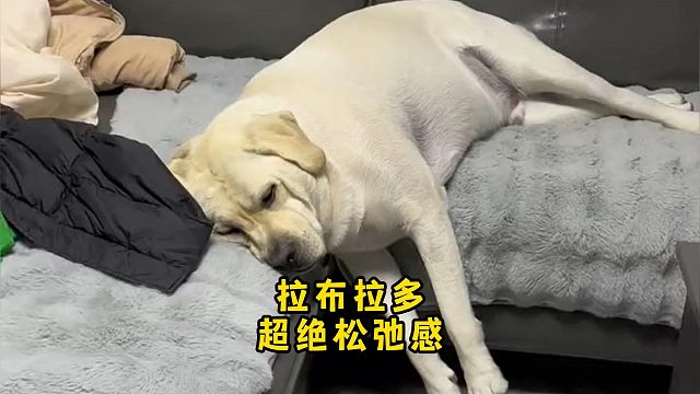 看到拉布拉多的生活，我都有点羡慕了！