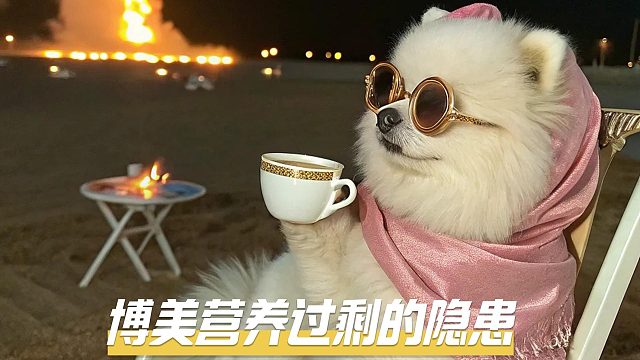 博美营养过剩，会有哪些影响？