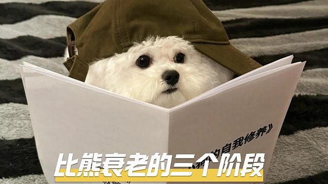 比熊几岁开始衰老？有这三个阶段