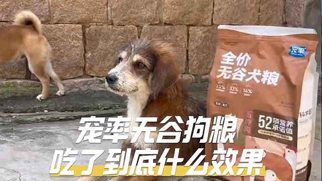 宠率无谷狗粮吃了到底什么效果