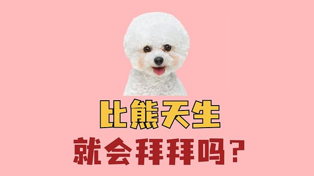 比熊会拜拜，这技能是与生俱来的吗？