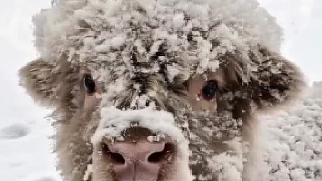 就说牛小了可爱！我媳妇还不信