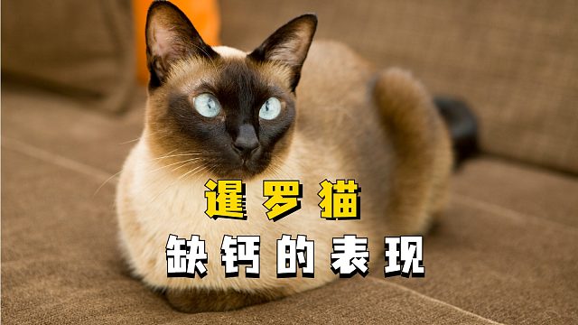 暹罗猫缺钙的症状，家长们注意了!