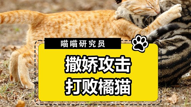 橘猫：关于我的死对头，对我投怀送抱那点事