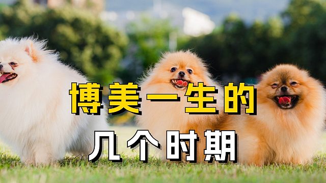 博美一生的几个重要时期，你见证了多少？