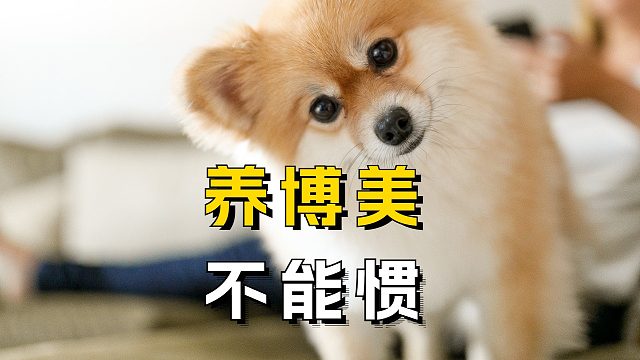 养博美，别太宠，不然就是坑它