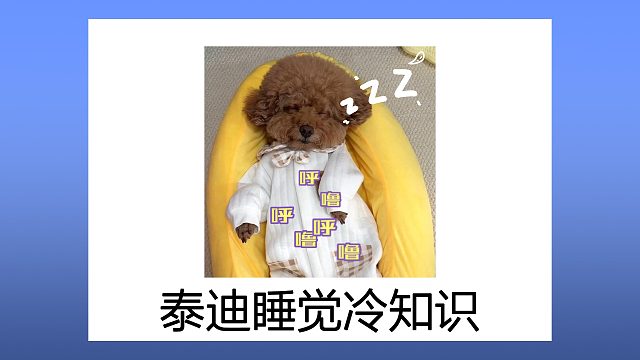 泰迪睡觉冷知识，你了解多少