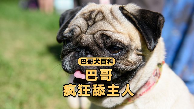 这是狗还是猫，怎么会喜欢舔人头发？