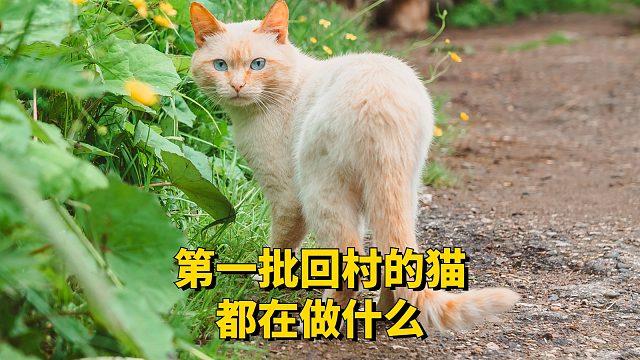 第一批回村过年的猫，它们都在做什么