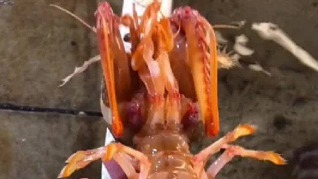 户外赶海抓海鲜