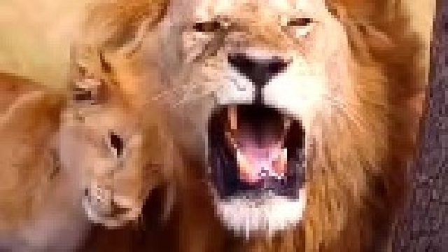 雄狮在家看娃！