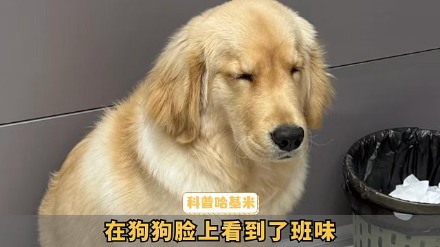 在狗狗的身上，看到了牛马的班味