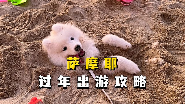 过年这段时间，可以带萨摩耶玩什么呢？