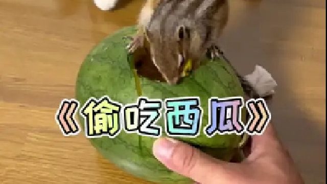 偷吃西瓜的小松鼠！