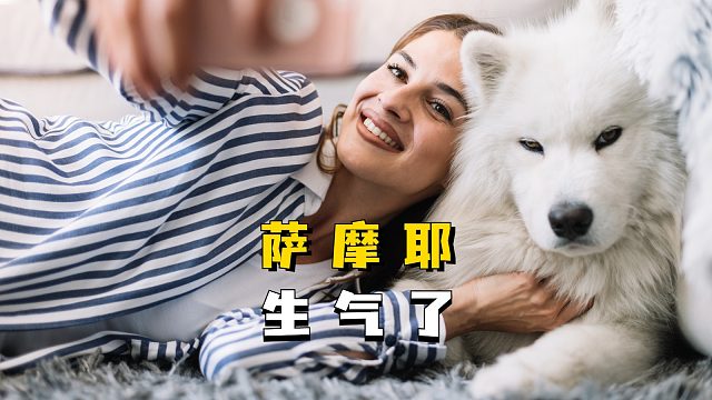 萨摩耶也会生气？气嘟嘟的样子好可爱！