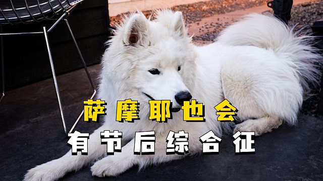 过完年，萨摩耶也会有节后综合征！