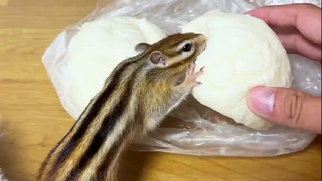 小松鼠还知道心疼爹地！