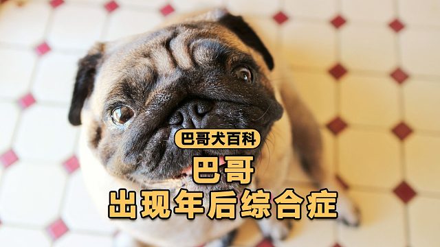 别忽略，巴哥这是得了年后综合症！