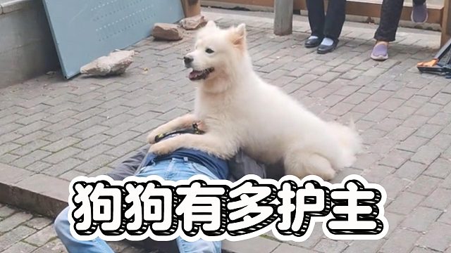 狗狗有多护主？好像有点过了