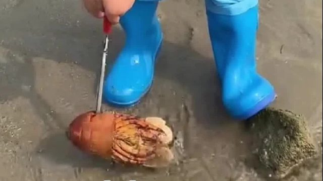 户外赶海抓海鲜